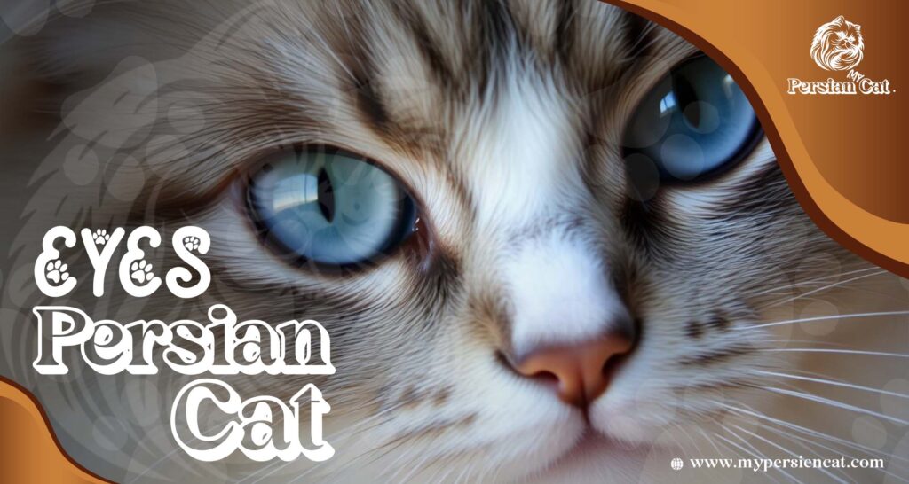 Persian Cat Eyes: Expert Advice That Will Thrill You