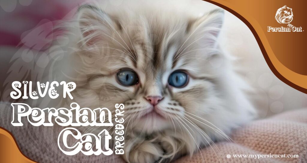 Silver Persian Cat Breeders You Need to See
