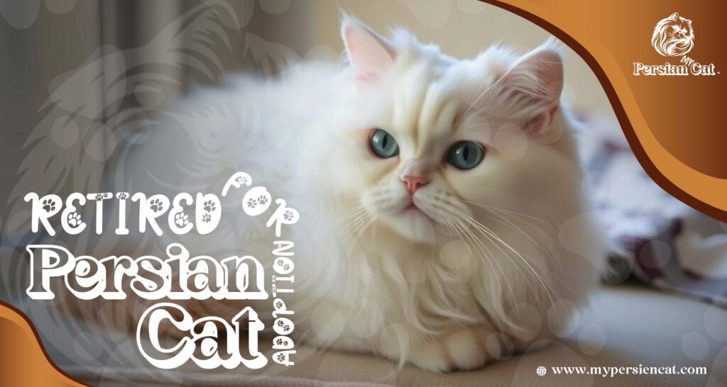 Retired Persian Cats for Adoption: Grab This Rare Gift