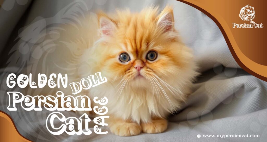 Golden Doll Face Persian Cat: Irresistibly Beautiful & Unique