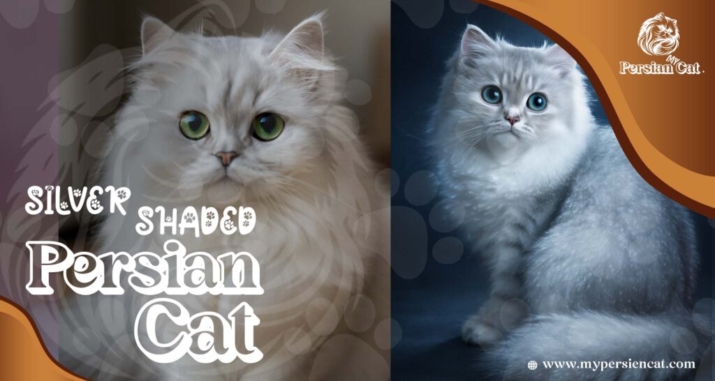 Silver Shaded Persian Cat: A Stunning Miracle