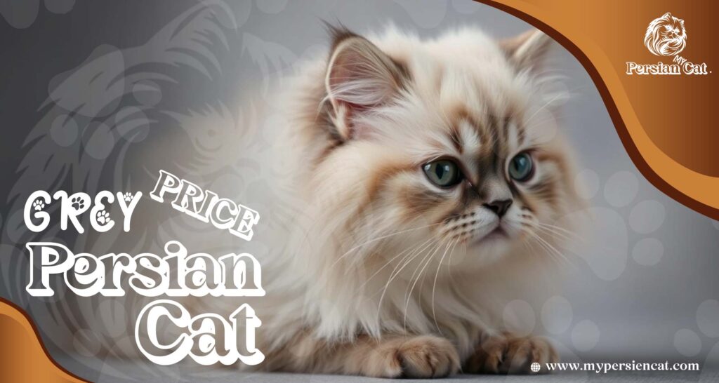 Grey Persian Cat Price Revealed In Unique Offer