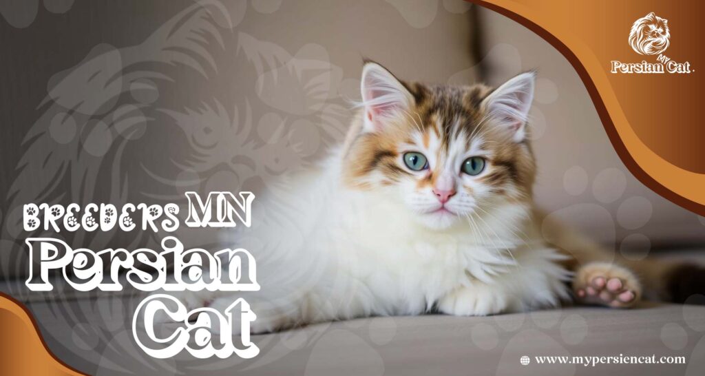Persian Cat Breeders MN – Love at First Sight