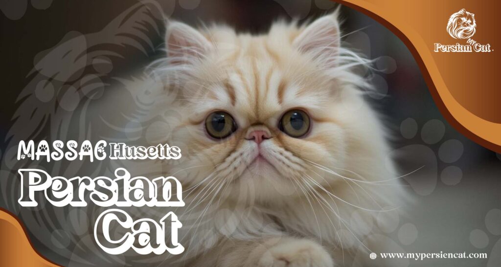 Persian Cat Massachusetts – Irresistibly Beautiful Pets