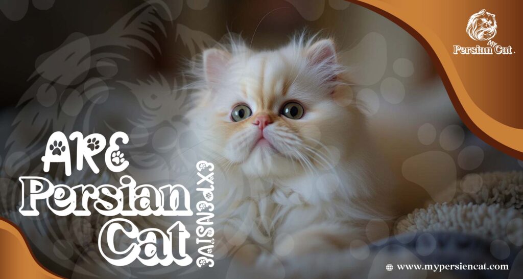 Are Persian Cats Expensive or Worth the Love?