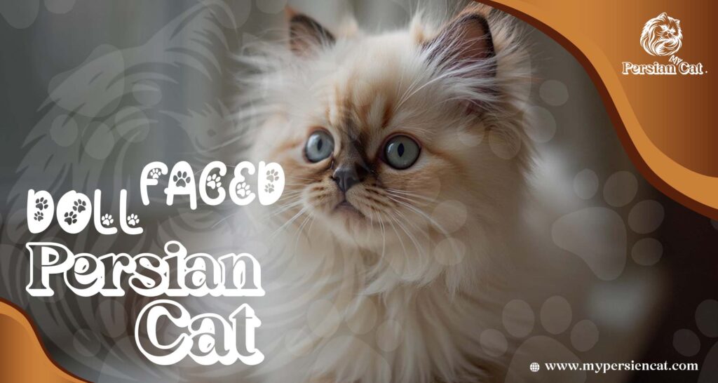 Doll Faced Persian Cat: Hidden Love Secrets