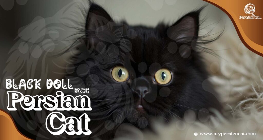 Black Doll Face Persian Cat: Irresistibly Beautiful!
