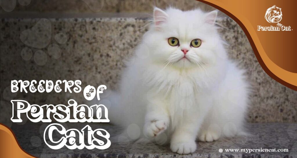 Breeders of Persian Cats: Unique You Must See