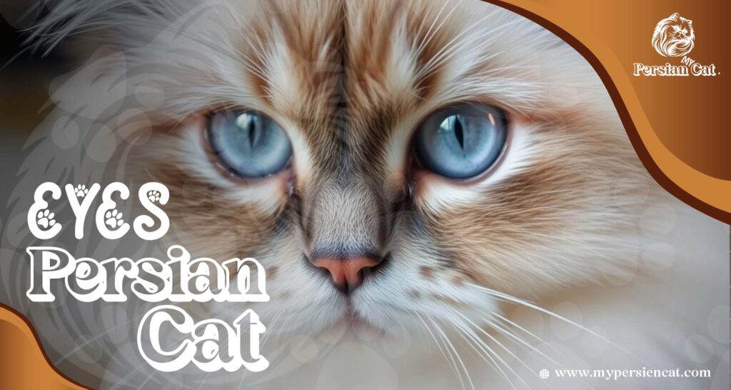Persian Cat Eyes: Expert Advice That Will Thrill You