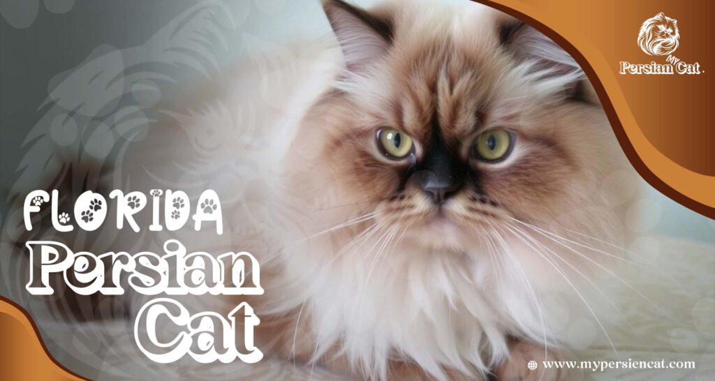 Persian Cat Florida Exclusive Jaw-Dropping Offer Now