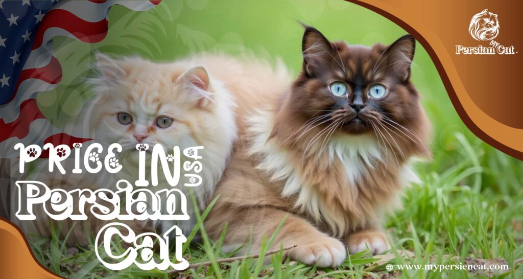 Persian Cat Price in USA: Surprising Facts You Need