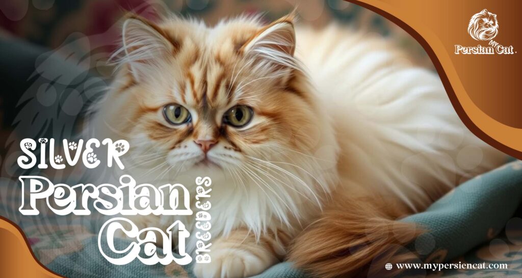 Silver Persian Cat Breeders You Need to See
