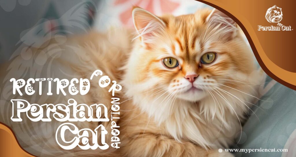 Retired Persian Cats for Adoption: Grab This Rare Gift