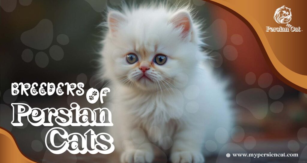 Breeders of Persian Cats: Unique You Must See