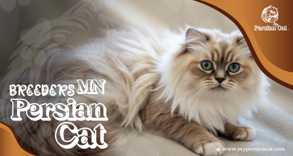 Persian Cat Breeders MN – Love at First Sight