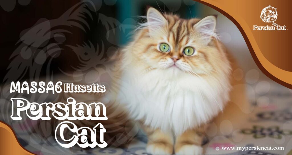Persian Cat Massachusetts – Irresistibly Beautiful Pets