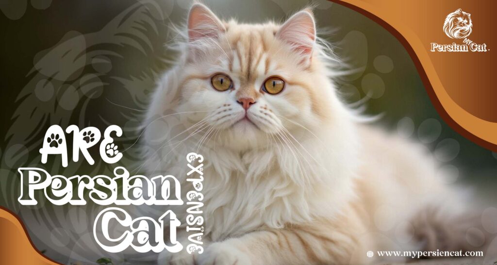 Are Persian Cats Expensive or Worth the Love?