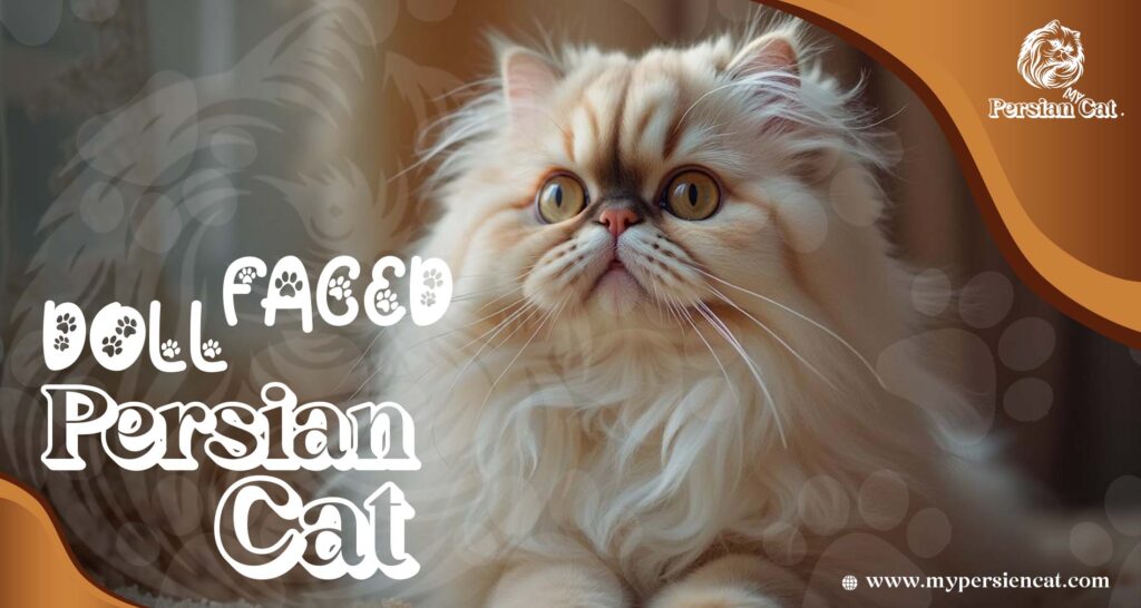Doll Faced Persian Cat: Hidden Love Secrets