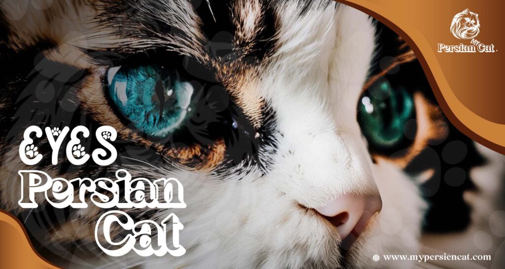 Persian Cat Eyes: Expert Advice That Will Thrill You