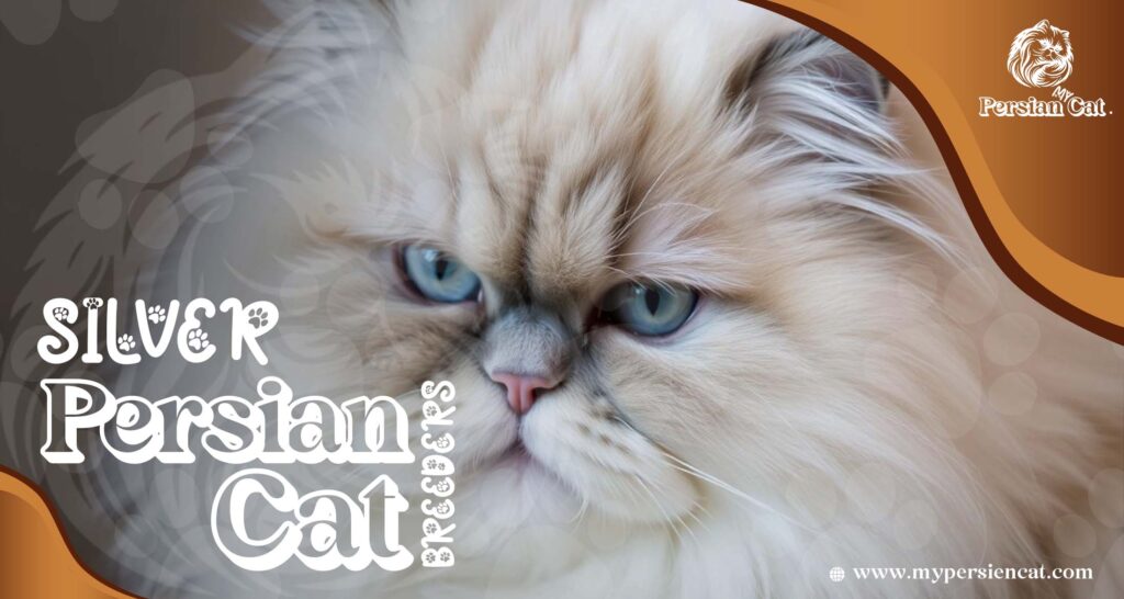 Silver Persian Cat Breeders You Need to See