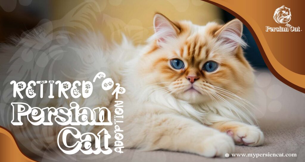 Retired Persian Cats for Adoption: Grab This Rare Gift