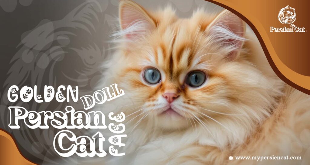 Golden Doll Face Persian Cat: Irresistibly Beautiful & Unique