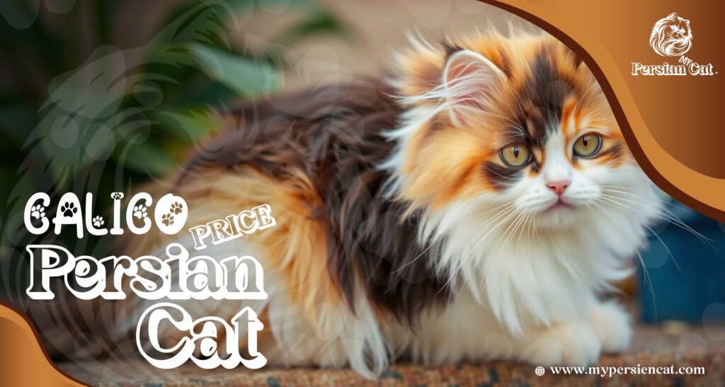 Calico Persian Cat Price: Eye-Opening Surprise Here
