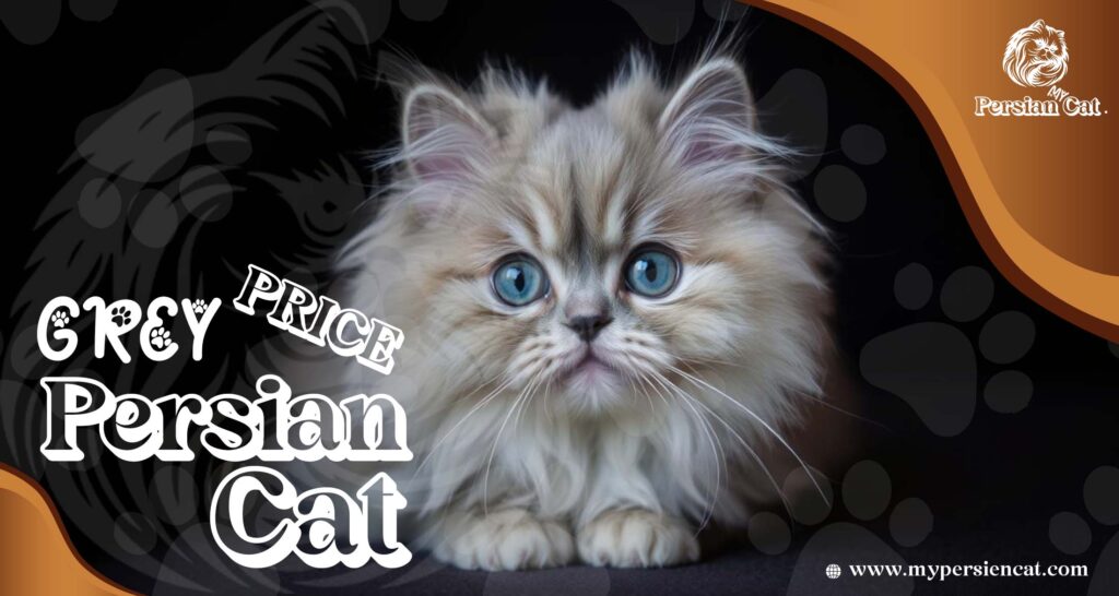 Grey Persian Cat Price Revealed In Unique Offer