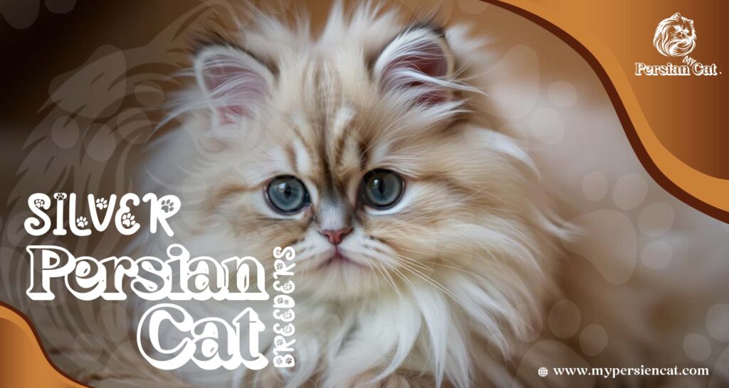 Silver Persian Cat Breeders You Need to See