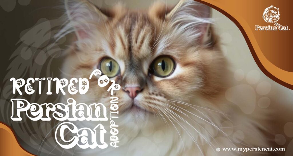 Retired Persian Cats for Adoption: Grab This Rare Gift