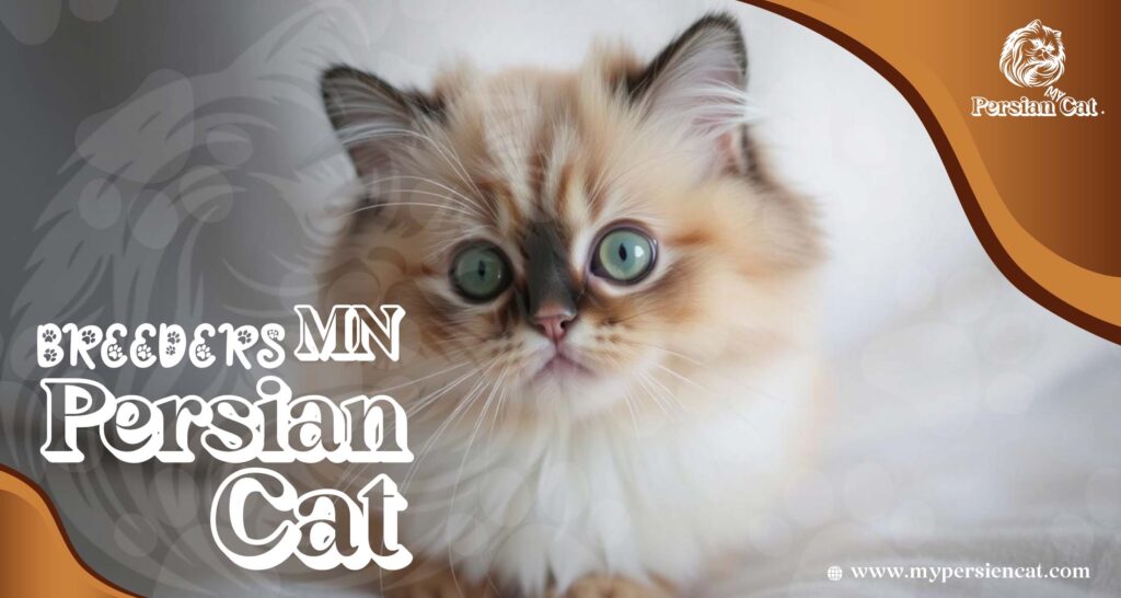 Persian Cat Breeders MN – Love at First Sight