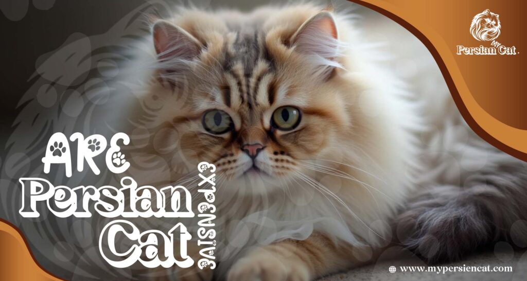 Are Persian Cats Expensive or Worth the Love?