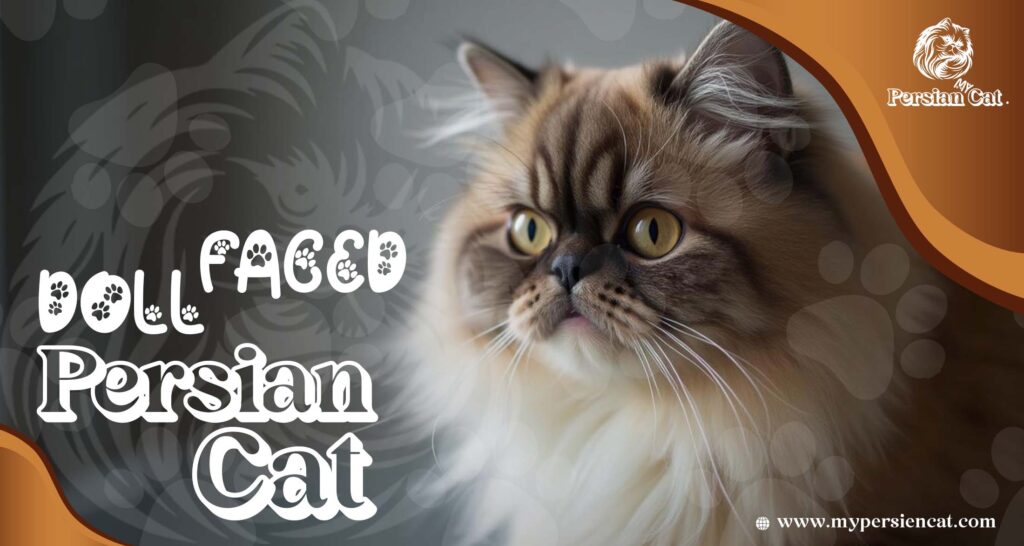 Doll Faced Persian Cat: Hidden Love Secrets