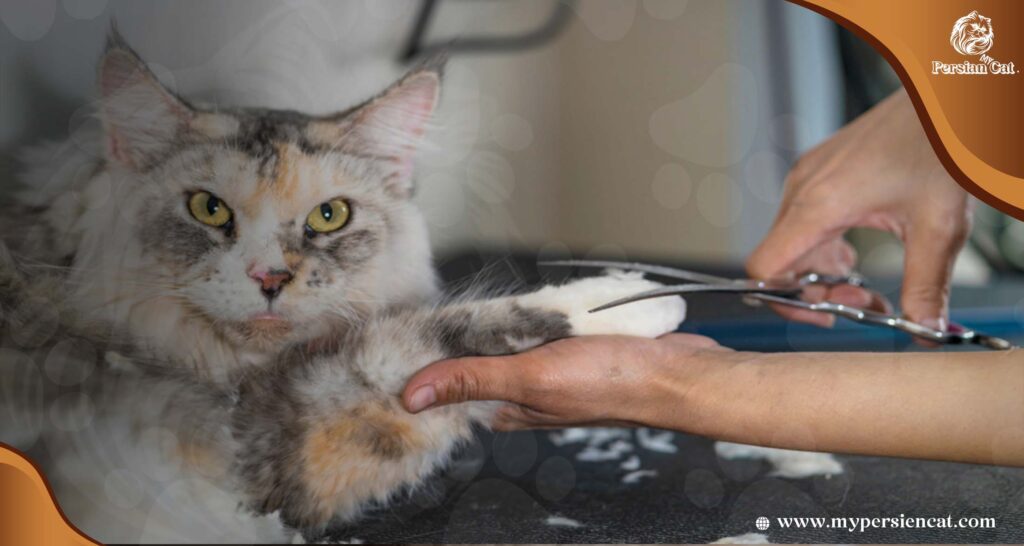 Can I Cut My Persian Cat’s Hair? Surprising Secrets
