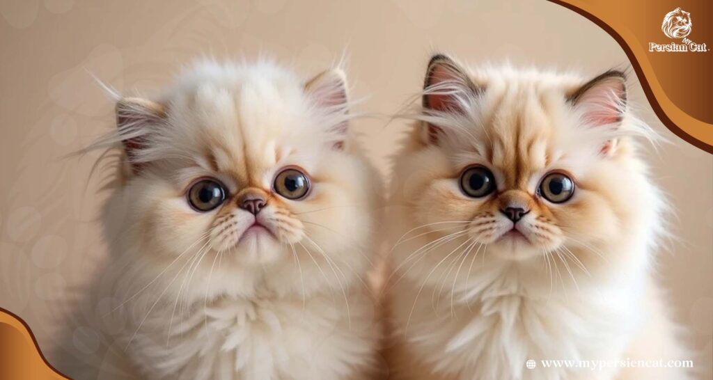 Why Do Persian Cats Have Flat Faces? A Clear Guide