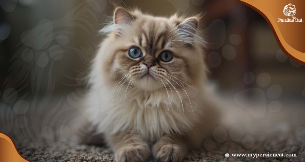Types Of Persian Cat Faces: Stunning To Know
