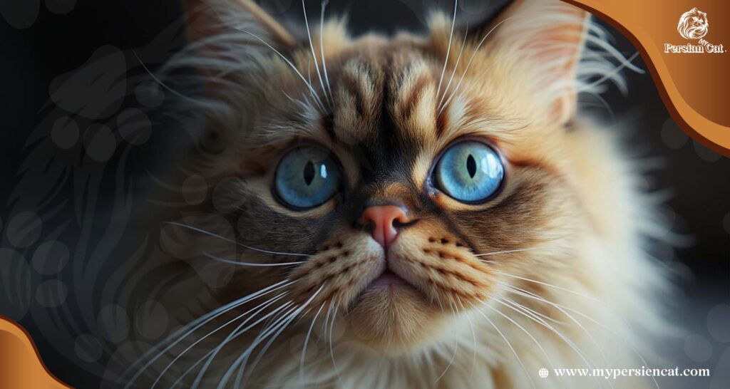 Persian Cat Eye Stain Remover: Amazing Secrets