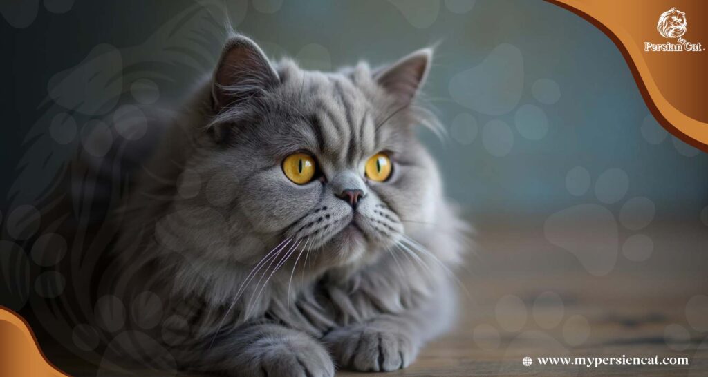 Grey Persian Cat With Yellow Eyes: Secrets of the