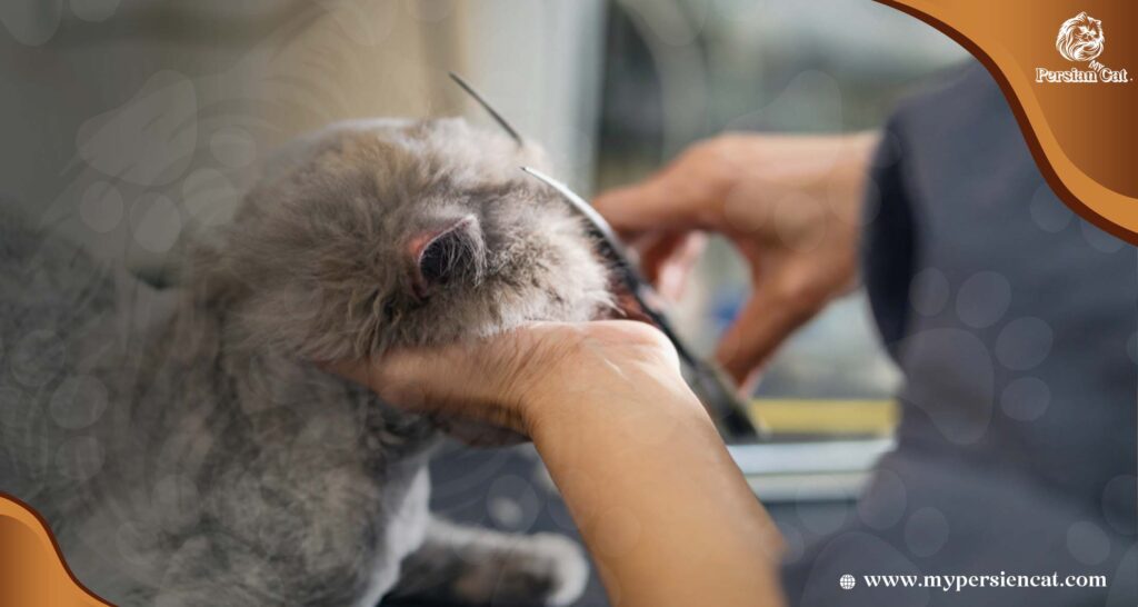 Can I Cut My Persian Cat’s Hair? Surprising Secrets
