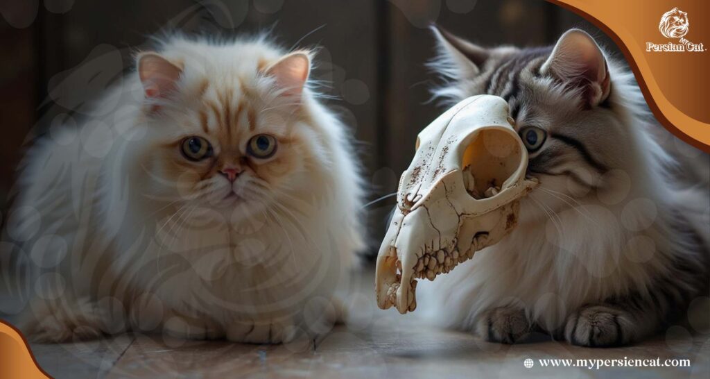 Persian Cat Skull vs Regular Cat: Surprising Truths