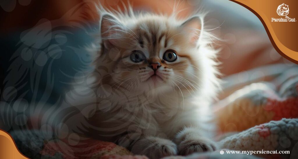 Persian Cat Breeders in Illinois: Amazing Now