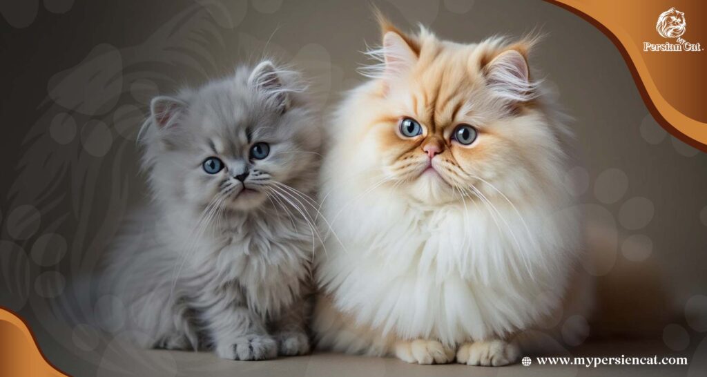 Angora Cat vs Persian Cat: Love at First Sight