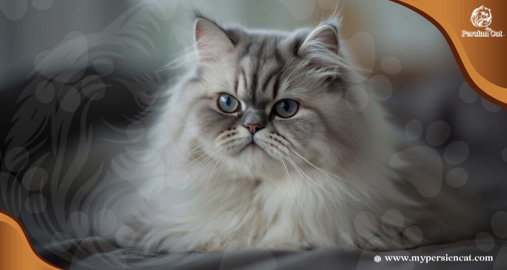Grey and White Persian Cat: Insider Tips You’ll Love