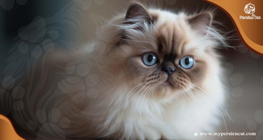 Types Of Persian Cat Faces: Stunning To Know