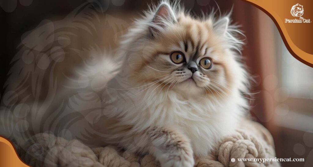 Persian Cat Breeders Wisconsin: Amazing Exposed!
