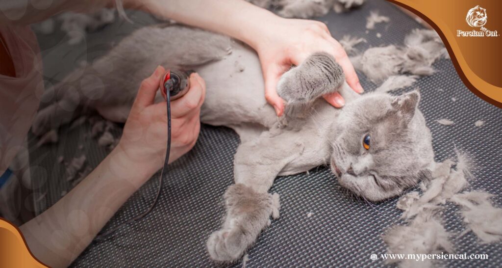 Can I Cut My Persian Cat’s Hair? Surprising Secrets
