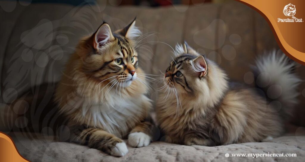 Persian Cat vs Maine Coon: Your Complete Guide