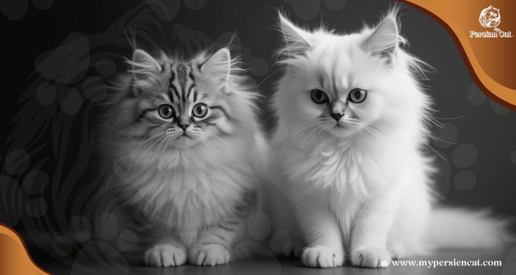 Angora Cat vs Persian Cat: Love at First Sight