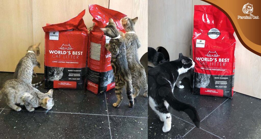 World’s Best Cat Litter Review: Love or Hype?