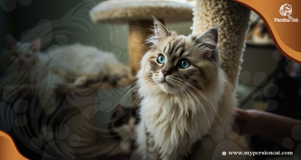Persian Cat Rescue Amazing Tips That Empower You